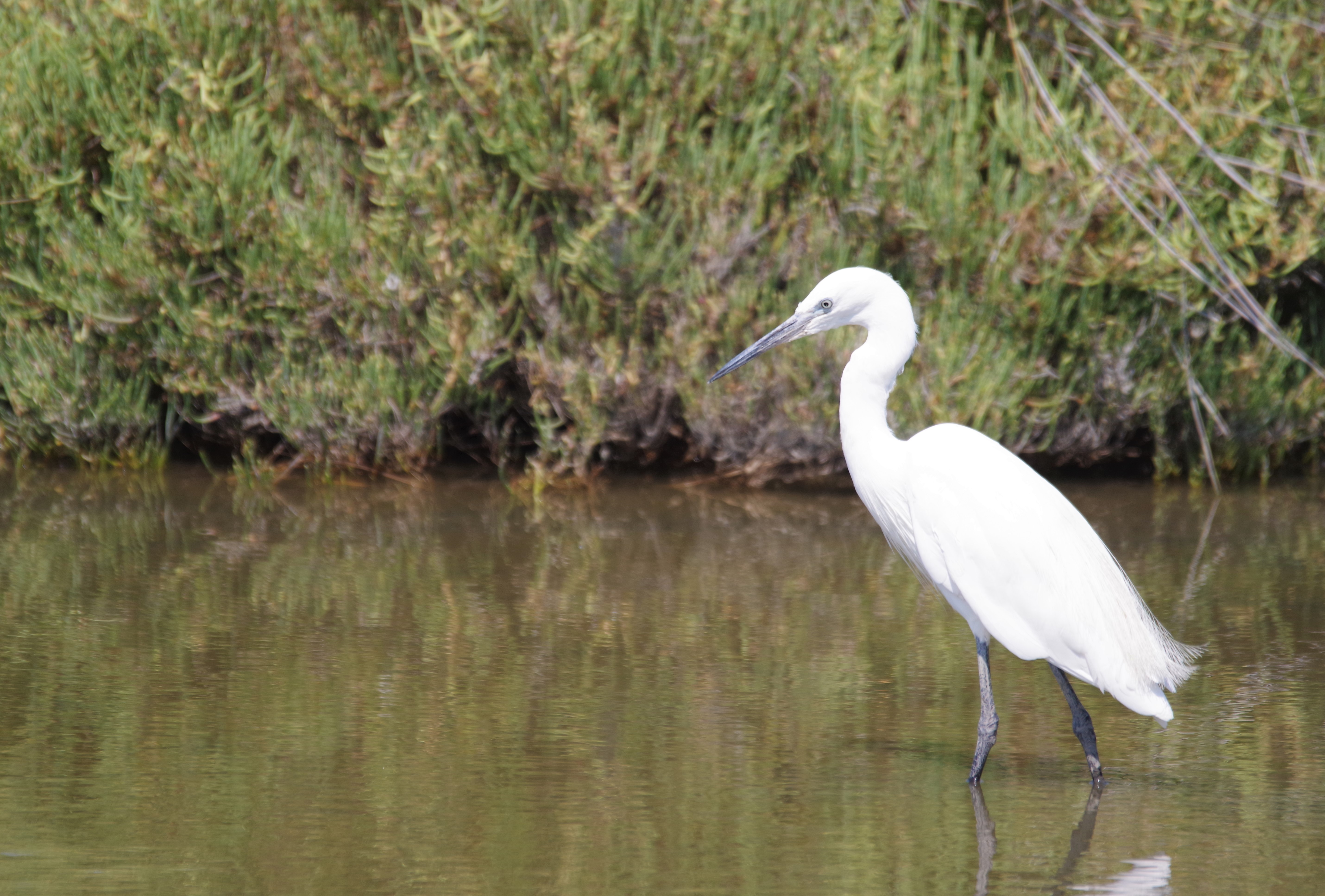 Aigrette garzette